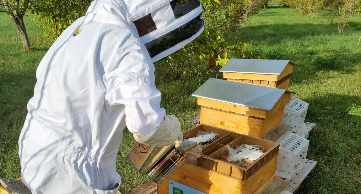 Tutela della biodiversità: L’Arbre Vert e la protezione delle api
