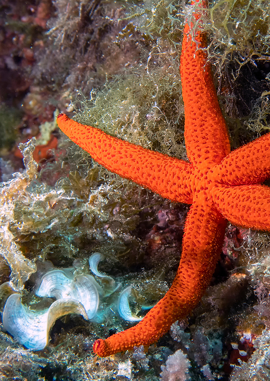 BioNike supports Worldrise in the protection of the marine habitat with the "Un mare di Stelle" (A sea of stars) project
